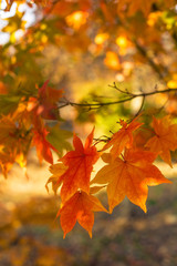 Fototapeta na wymiar Yellow maple leaf in autumn