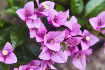 Violet bougainvillea spectabilis flower. Exotic rare colorful tropical flowers. Close-up. Beautiful and bright flowers of Sri Lanka. 