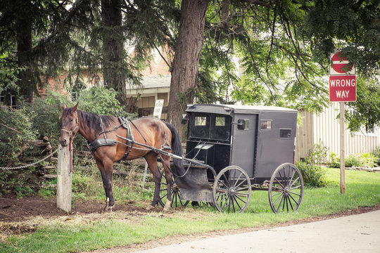 Horse with Black Buggy