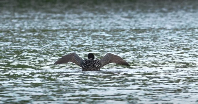 Nice shot of a loon rearing up and flapping its wings on a fresh water lake. 4K slow motion.