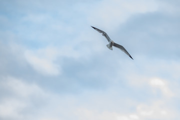 Fototapeta na wymiar Seagull Soaring Through the Clouds with a Blue Sky