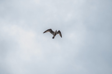 Seagull Soaring Through the Clouds with a Blue Sky