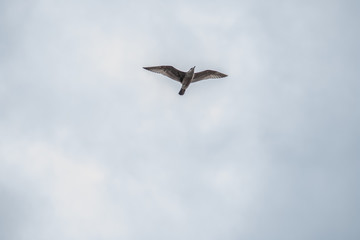 Obraz premium Seagull Soaring Through the Clouds with a Blue Sky