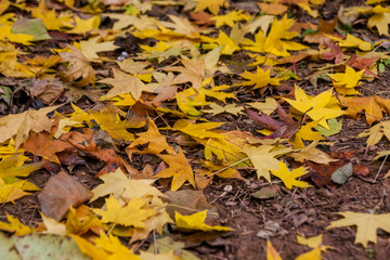 Yellow maple leaf in autumn