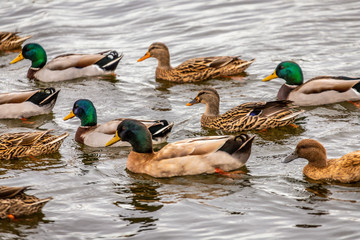 Ducks Swimming in a Lake