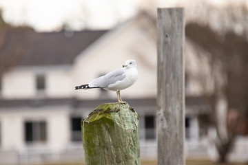 Seagull Resting on a Wooden Post
