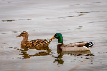 Ducks Swimming in a Lake