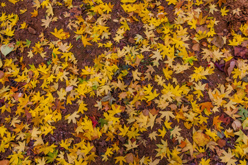 Yellow maple leaf in autumn