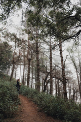 Fototapeta premium A woman trekking in the jungle of rain forest woods