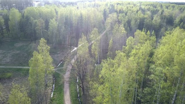 Aerial view from drone on the birch wood in the summer sunny day