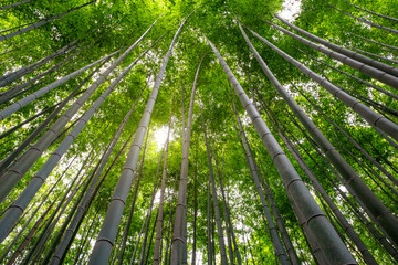 Obraz na płótnie Canvas Low angle view image of bamboo forest in Arashiyama, Japan