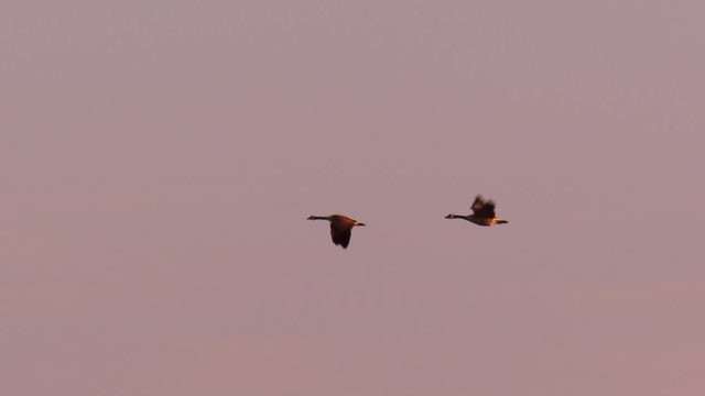Canada Geese flying in formation at sunset with mountains in background