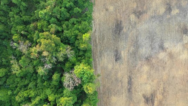 Deforestation. Edge of rainforest cleared for oil palm plantations in Southeast Asia 