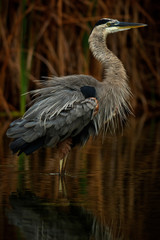 Ardea herodias (Great Blue Heron)
