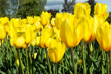 Tulip (yellow) field 