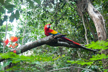 Ara macao (Scarlet macaw)