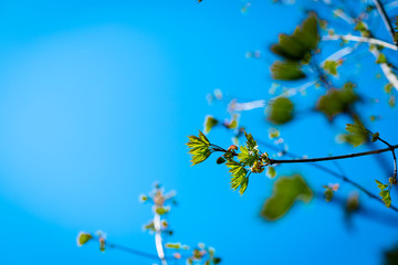 Texture background, pattern. Spring landscape, the first young leaves of trees.Branch of tree with first green leaves and buds against blue sky. Spring background. Nature wakes up,Selective focus.Copy