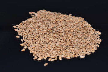 Grains of oats   