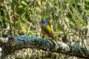 Passerina ciris (Painted bunting)
