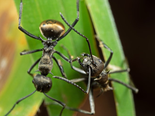 Macro Photo of Golden Weaver Ant on Green Leaf