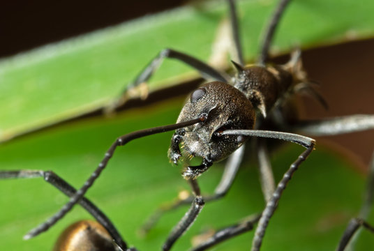 Macro Photo of Head of Golden Weaver Ant on Green Leaf