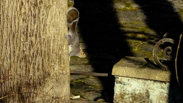 Slow motion 180fps tele: Squirrel is on alert as something grabs its attention