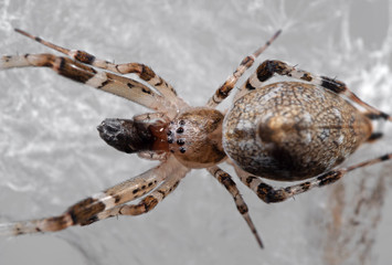 Macro Photo of Spider with Prey are on the Web