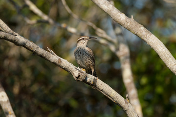 Campylorhynchus brunneicapillus (Yucatan Wren)