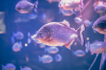 Piranha freshwater fish underwater purple pink background  