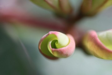 Bud on green background 