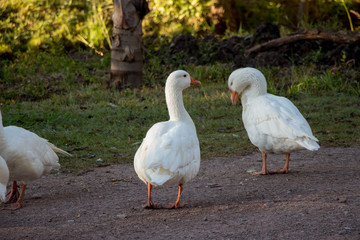 patos 4
