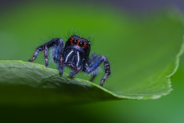 close up front view of jumping spider standing  on green leaf