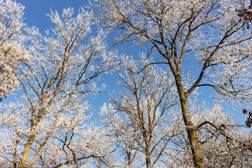 Fototapeta na wymiar View of into the crown of winter trees