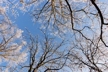View of into the crown of winter trees