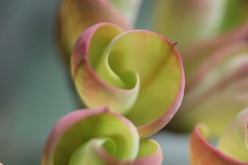 flower on green background