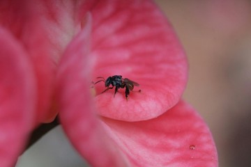  bug on flower