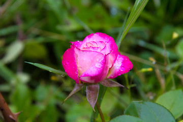 Raindrops on rose petals in a summer sunny garden