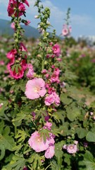 Obraz premium Flower show at green garden 