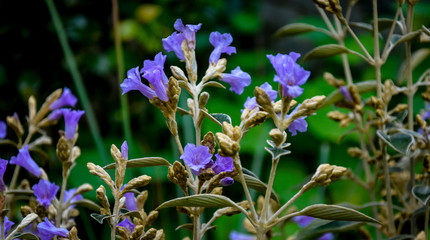 Fototapeta premium Strobilanthes kunthianus or commonly known as neelakurinji that blooms only once in 12 years