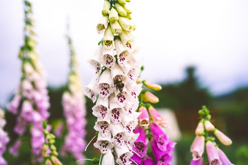 digitalis pink, garden flowers