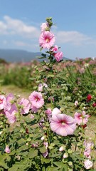 Alcea rosea volume 66555555