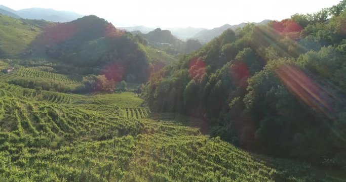 Raggio di sole sui vigneti di Prosecco