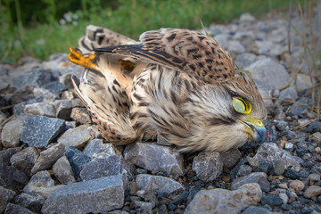 Bird of prey killed on the road. The young falcon lies on the side of the expressway, hit by a car. The beak is broken in a collision and bloodied.A fly sits on the body of a bird.
