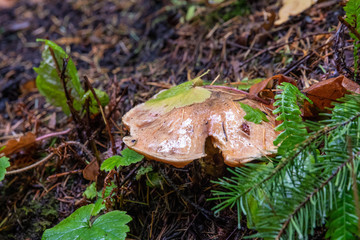 Close view on a mushroom in a rainy forest. Fallen leaves around and on the top of a mushroom