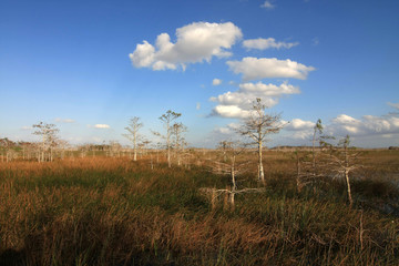 Dwarf Cypress Trees the sawgrass prairie of Everglades National Park, Florida.