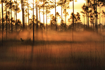 Backlit fog at sunrise in the pinelands of Everglades National Park, Florida
