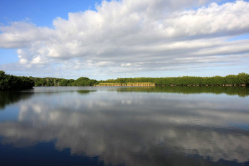 Fototapeta na wymiar Cloudscape reflected in the still waters of Paurotis Pond in Everglades National Park, Florida.