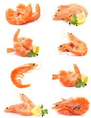 Shrimp on white background