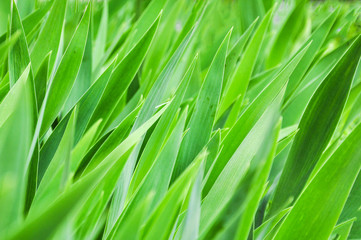 Obraz premium closeup of green grass