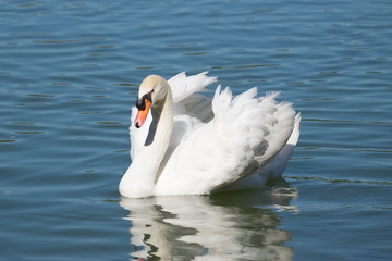 Obraz premium Elegance white swan float swim gliding in the lake.